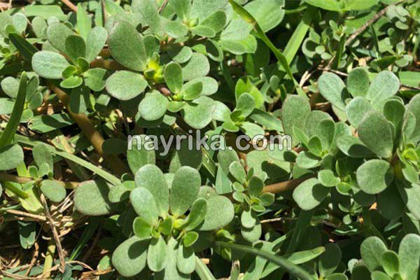 خرفه, خواص خرفه, مضرات خرفه, طبع خرفه, خرفه و دیابت, خرفه برای لاغری, دمنوش خرفه, نحوه مصرف خرفه, تخمه خرفه چیست, خواص دانه خرفه چیست, خواص خرفه خشک خرفه, خواص خرفه, مضرات خرفه, طبع خرفه, خرفه و دیابت, خرفه برای لاغری, دمنوش خرفه, نحوه مصرف خرفه, تخمه خرفه چیست, خواص دانه خرفه چیست, خواص خرفه خشک