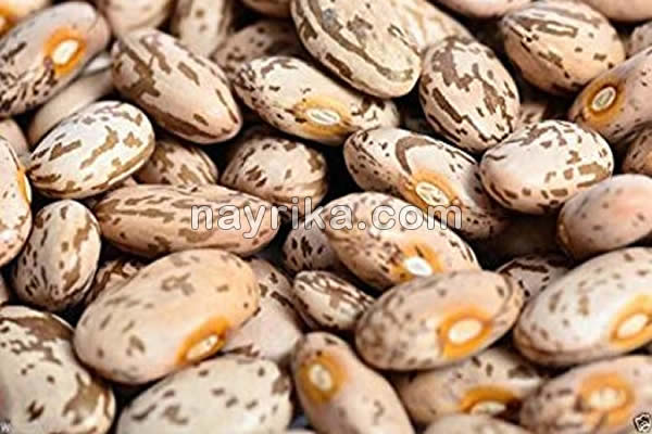 لوبیا چیتی, خواص لوبیا چیتی, مضرات لوبیا چیتی, طبع لوبیا چیتی, خواص لوبیا چیتی در لاغری, خواص لوبیا چیتی در بدنسازی, لوبیا چیتی و کبد چرب لوبیا چیتی, خواص لوبیا چیتی, مضرات لوبیا چیتی, طبع لوبیا چیتی, خواص لوبیا چیتی در لاغری, خواص لوبیا چیتی در بدنسازی, لوبیا چیتی و کبد چرب