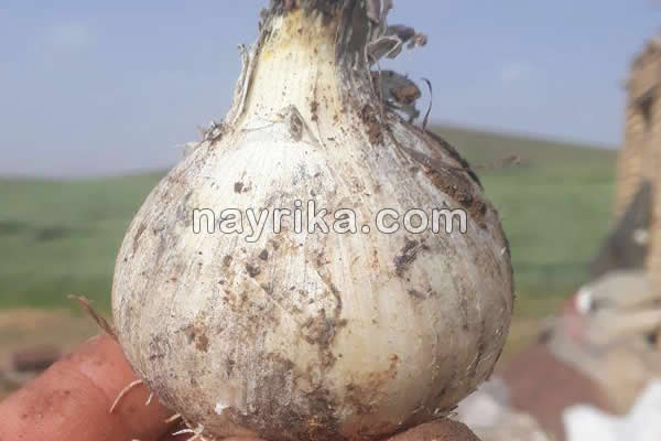 موسیر, موسیر چیست, خواص موسیر, مضرات موسیر, طبع موسیر, موسیر ایرانی, موسیر تازه, موسیر کوهی, ماست موسیر, خواص ماست موسیر موسیر, موسیر چیست, خواص موسیر, مضرات موسیر, طبع موسیر, موسیر ایرانی, موسیر تازه, موسیر کوهی, ماست موسیر, خواص ماست موسیر