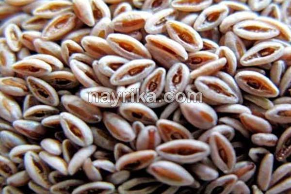 اسفرزه, خواص اسفرزه, عوارض اسفرزه, طبع اسفرزه, اسفرزه سفید, طریقه مصرف اسفرزه برای لاغری, اسفرزه برای یبوست, اسفرزه در بارداری, خواص اسفرزه برای پوست, خواص اسفرزه برای یبوست, نحوه مصرف اسفرزه, مضرات اسفرزه, عوارض اسفرزه چیست اسفرزه, خواص اسفرزه, عوارض اسفرزه, طبع اسفرزه, اسفرزه سفید, طریقه مصرف اسفرزه برای لاغری, اسفرزه برای یبوست, اسفرزه در بارداری, خواص اسفرزه برای پوست, خواص اسفرزه برای یبوست, نحوه مصرف اسفرزه, مضرات اسفرزه, عوارض اسفرزه چیست
