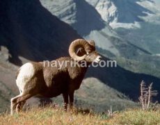 تعبیر خواب قوچ / تعبیر خواب قوچ شاخدار سیاه و سفید / دیدن قوچ در خواب تعبیر خواب قوچ / تعبیر خواب قوچ شاخدار سیاه و سفید / دیدن قوچ در خواب