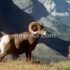 تعبیر خواب قوچ 🐏 شاخدار، سفید و سیاه + حمله و قربانی کردن