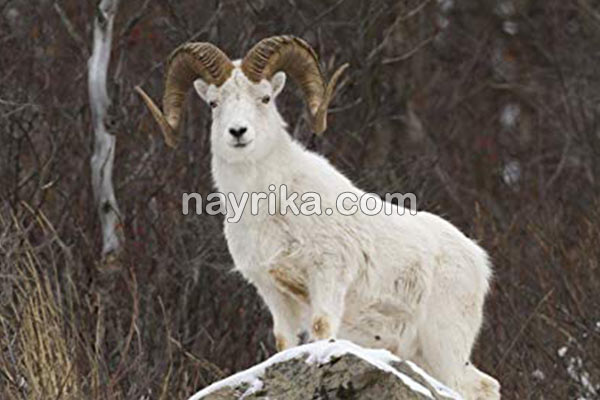 تعبیر خواب قوچ, تعبیر خواب کلی قوچ, تعبیر خواب قوچ شاخدار سیاه, تعبیر خواب قوچ شاخ دار سفید, تعبیر خواب قوچ شاخدار بزرگ تعبیر خواب قوچ, تعبیر خواب کلی قوچ, تعبیر خواب قوچ شاخدار سیاه, تعبیر خواب قوچ شاخ دار سفید, تعبیر خواب قوچ شاخدار بزرگ