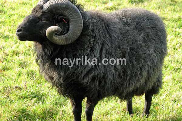 تعبیر خواب قوچ, تعبیر خواب کلی قوچ, تعبیر خواب قوچ شاخدار سیاه, تعبیر خواب قوچ شاخ دار سفید, تعبیر خواب قوچ شاخدار بزرگ تعبیر خواب قوچ, تعبیر خواب کلی قوچ, تعبیر خواب قوچ شاخدار سیاه, تعبیر خواب قوچ شاخ دار سفید, تعبیر خواب قوچ شاخدار بزرگ