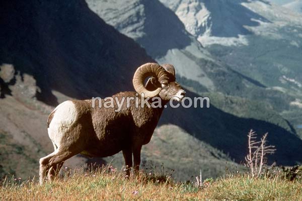 تعبیر خواب قوچ, تعبیر خواب کلی قوچ, تعبیر خواب قوچ شاخدار سیاه, تعبیر خواب قوچ شاخ دار سفید, تعبیر خواب قوچ شاخدار بزرگ تعبیر خواب قوچ, تعبیر خواب کلی قوچ, تعبیر خواب قوچ شاخدار سیاه, تعبیر خواب قوچ شاخ دار سفید, تعبیر خواب قوچ شاخدار بزرگ