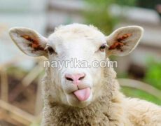 تعبیر خواب گوسفند / تعبیر خواب زاییدن گوسفندان / تعبیر خواب دوشیدن شیر تعبیر خواب گوسفند / تعبیر خواب زاییدن گوسفندان / تعبیر خواب دوشیدن شیر