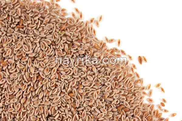اسفرزه, خواص اسفرزه, عوارض اسفرزه, طبع اسفرزه, اسفرزه سفید, طریقه مصرف اسفرزه برای لاغری, اسفرزه برای یبوست, اسفرزه در بارداری, خواص اسفرزه برای پوست, خواص اسفرزه برای یبوست, نحوه مصرف اسفرزه, مضرات اسفرزه, عوارض اسفرزه چیست اسفرزه, خواص اسفرزه, عوارض اسفرزه, طبع اسفرزه, اسفرزه سفید, طریقه مصرف اسفرزه برای لاغری, اسفرزه برای یبوست, اسفرزه در بارداری, خواص اسفرزه برای پوست, خواص اسفرزه برای یبوست, نحوه مصرف اسفرزه, مضرات اسفرزه, عوارض اسفرزه چیست
