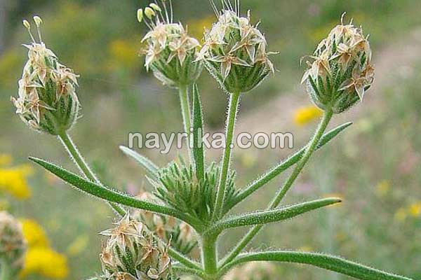 اسفرزه, خواص اسفرزه, عوارض اسفرزه, طبع اسفرزه, اسفرزه سفید, طریقه مصرف اسفرزه برای لاغری, اسفرزه برای یبوست, اسفرزه در بارداری, خواص اسفرزه برای پوست, خواص اسفرزه برای یبوست, نحوه مصرف اسفرزه, مضرات اسفرزه, عوارض اسفرزه چیست اسفرزه, خواص اسفرزه, عوارض اسفرزه, طبع اسفرزه, اسفرزه سفید, طریقه مصرف اسفرزه برای لاغری, اسفرزه برای یبوست, اسفرزه در بارداری, خواص اسفرزه برای پوست, خواص اسفرزه برای یبوست, نحوه مصرف اسفرزه, مضرات اسفرزه, عوارض اسفرزه چیست