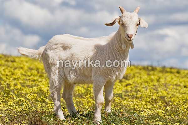 تعبیر خواب بز, معنی دیدن بز در خواب, تعبیر خواب بزغاله, تعبیر خواب گله بز, تعبیر خواب بز ابن سیرین, تعبیر خواب بز امام صادق تعبیر خواب بز, معنی دیدن بز در خواب, تعبیر خواب بزغاله, تعبیر خواب گله بز, تعبیر خواب بز ابن سیرین, تعبیر خواب بز امام صادق