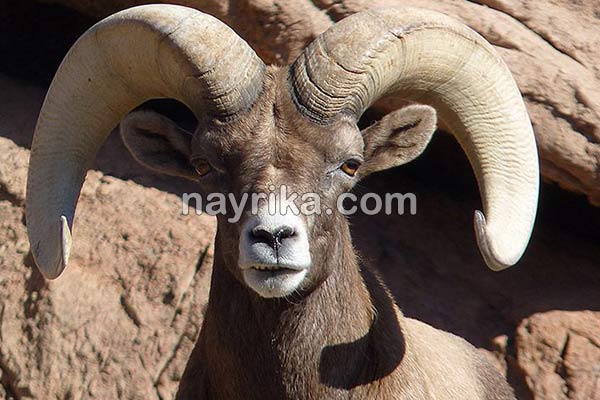 تعبیر خواب قوچ, تعبیر خواب کلی قوچ, تعبیر خواب قوچ شاخدار سیاه, تعبیر خواب قوچ شاخ دار سفید, تعبیر خواب قوچ شاخدار بزرگ تعبیر خواب قوچ, تعبیر خواب کلی قوچ, تعبیر خواب قوچ شاخدار سیاه, تعبیر خواب قوچ شاخ دار سفید, تعبیر خواب قوچ شاخدار بزرگ