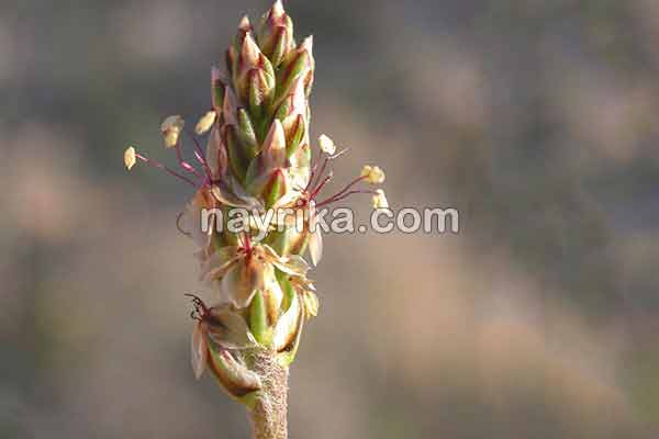 اسفرزه, خواص اسفرزه, عوارض اسفرزه, طبع اسفرزه, اسفرزه سفید, طریقه مصرف اسفرزه برای لاغری, اسفرزه برای یبوست, اسفرزه در بارداری, خواص اسفرزه برای پوست, خواص اسفرزه برای یبوست, نحوه مصرف اسفرزه, مضرات اسفرزه, عوارض اسفرزه چیست اسفرزه, خواص اسفرزه, عوارض اسفرزه, طبع اسفرزه, اسفرزه سفید, طریقه مصرف اسفرزه برای لاغری, اسفرزه برای یبوست, اسفرزه در بارداری, خواص اسفرزه برای پوست, خواص اسفرزه برای یبوست, نحوه مصرف اسفرزه, مضرات اسفرزه, عوارض اسفرزه چیست