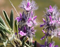 چای کوهی: خواص، مضرات، طبع، طریقه مصرف / در بارداری، قاعدگی، زنان چای کوهی: خواص، مضرات، طبع، طریقه مصرف / در بارداری، قاعدگی، زنان