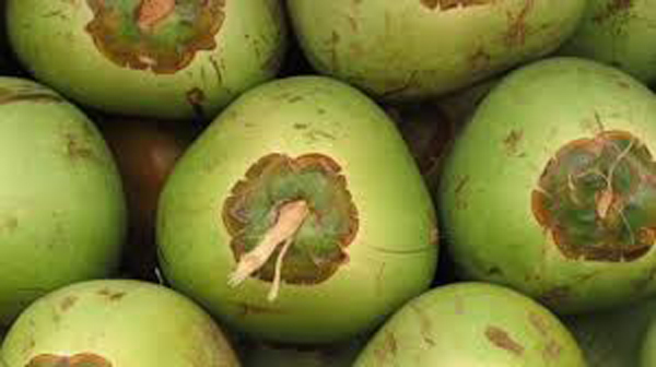 نارگیل نماد طول عمر در فرهنگ چینی