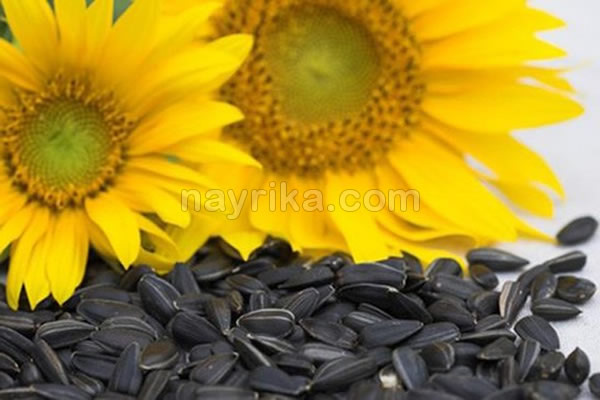 سوغات اردبیل تخمه آفتابگردان