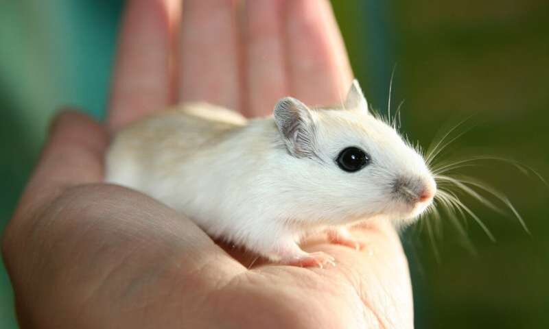 تاثیر منفی افزودنی ‌های غذایی بر سلامت موش‌ها