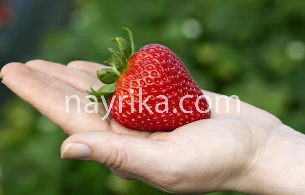 خواص توت فرنگی توت فرنگی, طبع توت فرنگی, خواص توت فرنگی, مضرات توت فرنگی, مزاج توت فرنگی, خواص توت فرنگی برای پوست, خواص توت فرنگی برای لاغری, خواص توت فرنگی برای مردان, خواص توت فرنگی برای زنان, خواص توت فرنگی برای کودکان, خاصیت توت فرنگی, توت فرنگی چه ویتامینی دارد, توت فرنگی در بارداری, توت فرنگی برای سرماخوردگی, ماسک توت فرنگی